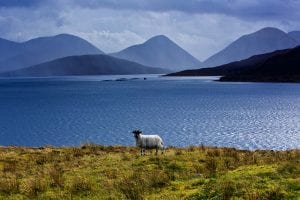 a photograph of a sheep on the isle of raasay